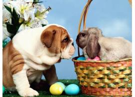 彩蛋狗和兔子