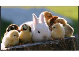 一群小鸡和白兔子