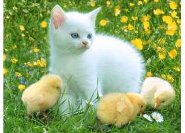 白猫和小鸡花朵